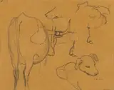 Erich Mayer, Dog and Cow studies, pencil on paper