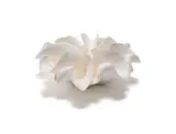 Astrid Dahl, Curling petal capsule vessel, 2009, white earthenware