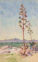 Constance Penstone, A G Miller's Point, watercolour on paper
