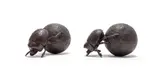 Donald Greig, Dung Beetles, two, 2005, bronze with a brown patina