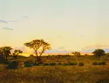Walter Meyer, Trees and Bushes at Sunset, oil on canvas