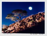 Obie Oberholzer, Acacia Tortilis. Thorn., hand printed colour proof