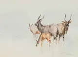 Derric Van Rensburg, Kudu