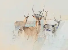 Derric Van Rensburg, Waterbuck, mixed media on paper laid down on board
