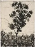William Kentridge, Bushveld Tree, etching and chine collé on paper