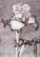 William Kentridge, Iris II (In Clamp), digital print with pigment inks on cotton rag paper