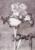 William Kentridge, Iris II (In Clamp), digital print with pigment inks on cotton rag paper