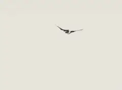 Wim Botha, Thousand Things, Part 146, ink on paper