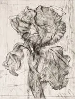 William Kentridge, Dutch Iris, drypoint and aquatint on paper