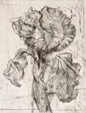 William Kentridge, Dutch Iris, drypoint and aquatint on paper