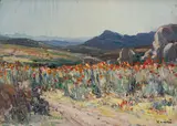 Hugo Naude, Namaqualand Flowers, oil on board