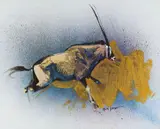 Keith Joubert, Gemsbok, oil on canvas laid down on board