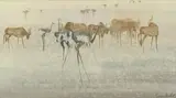 Gordon Vorster, Antelope and Ostriches, oil on board