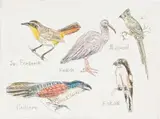 Claudette Schreuders, My Voels I, hand-coloured etching on paper