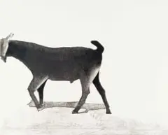 Sam Nhlengethwa, Grazing II, etching and aquatint on paper