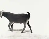 Sam Nhlengethwa, Grazing II, etching and aquatint on paper