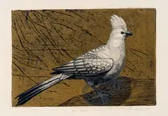 John Moore, Grey's Lourie, colour linocut on paper