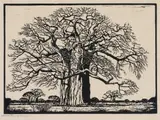 Jacobus Hendrik Pierneef, Kremetartboom (Nilant 73) (Baobab), linocut on paper
