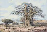 Francois Badenhorst, Baobab, acrylic on canvas laid down on board
