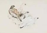 Raymond Ching, Ptarmigan in Summer, Autumn and Winter Plumage