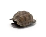 Susanna Swart, Serrated Tortoise, bronze with a brown patina