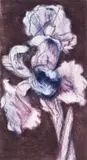 William Kentridge, White Iris, colour etching on paper