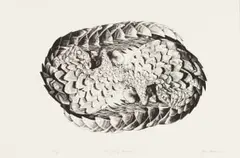John Moore, Ying-yang Pangolin, lithograph on paper