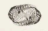 John Moore, Ying-yang Pangolin