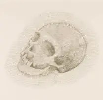 Walter Oltmann, Skull, wire