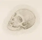 Walter Oltmann, Skull, wire