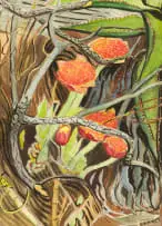 Haemanthus Coccineus (Paintbrush Lily) by Edith King, watercolour and pastel on paper, offered Nov 2024