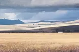 Daan Vermeulen, Fields of Gold, oil on canvas