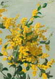 Willem Hermanus Coetzer, Golden Wattle, oil on board