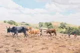 Sipho Ndlovu, Amagoduka (Going Back)