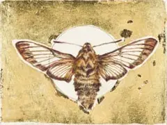 Anna Alcock, Ghost of a Bee Hawk, etching with hand colouring and gold leaf on paper