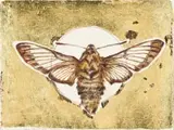 Anna Alcock, Ghost of a Bee Hawk, etching with hand colouring and gold leaf on paper