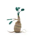 Peta Becker, Sprouting tuber, 2024, cotton string