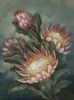 Henry John Dykman, Proteas, oil on board