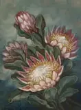 Henry John Dykman, Proteas, oil on board