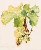 Sipho Ndlovu, Cape Sauvignon Blanc