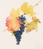 Sipho Ndlovu, Cape Shiraz