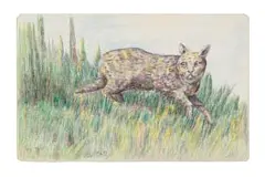 Moses Tladi, Wild Cat, coloured pencil on card