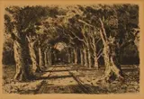 Tinus de Jongh, Bergvliet Avenue, etching on paper laid down on board