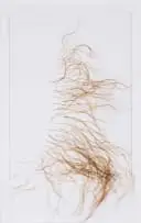 Nandipha Mntambo, Opening III, cattle hair on Fabriano