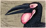 John Moore, The Hornbill Series: Bucorvus Leadbeater