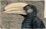 John Moore, The Hornbill Series: Bycanistes Brevis