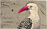 John Moore, The Hornbill Series: Tockus Erythrorhynchus