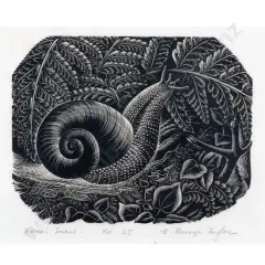 Ernest Mervyn Taylor, Kauri Snail