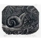 Ernest Mervyn Taylor, Kauri Snail
