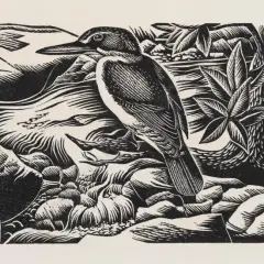 Ernest Mervyn Taylor, Kingfisher